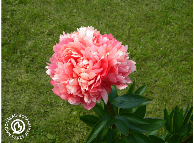 Paeonia   'Lorelei'